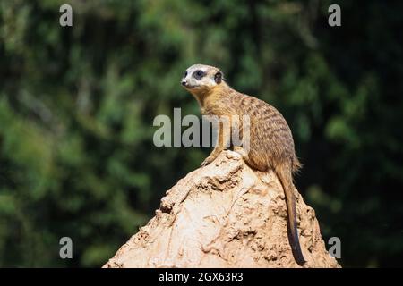 Nahaufnahme eines Porträts von Surikata standin auf einem Felsen. Stockfoto