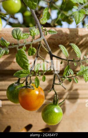 Eine Gartencontainer angebaut Ernte der taumelnden roten Tom Daumen Tomate Sorte. Die Tomaten sind noch an der Pflanze befestigt und befinden sich im Reifeprozess Stockfoto