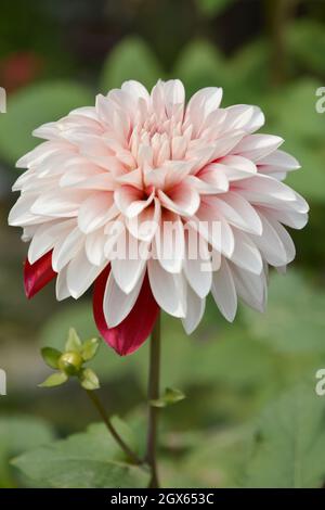 Schöne Dahlia Blume Stockfoto
