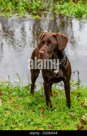 Ein springer-Spaniel und labrador-Cross-Bred-Hund, der als Schießhund zum Auffinden von Wild verwendet wird. Cross-Rassen von Hunden Labradinger und Springerdor. Stockfoto