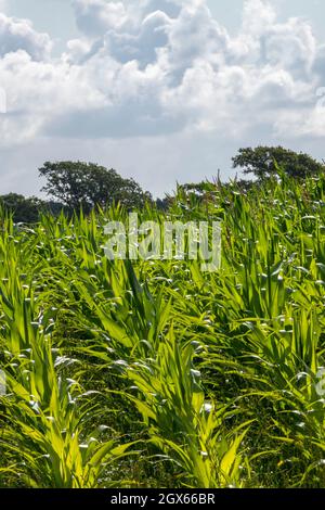 Mais und landwirtschaftliche Nutzpflanzen wachsen auf einem Feld in West-sussex mit einem bewölkten Himmel dahinter. Frische grüne Nutzpflanzen und Bäume auf landwirtschaftlichen Flächen in West-sussex. Stockfoto