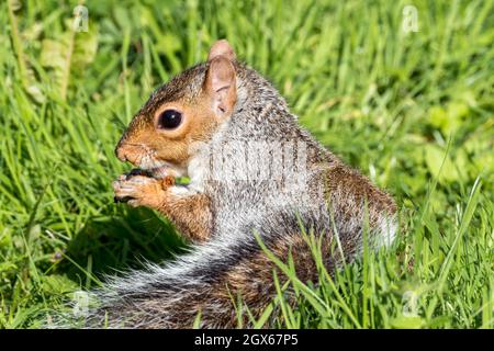 Graues Eichhörnchen (Sciurus carolinensis) Essen, das ein wildes Baumtier Nagetier meist in einem Wildgehölz Wald oder Garten gefunden ist, Stock Foto Bild Stockfoto
