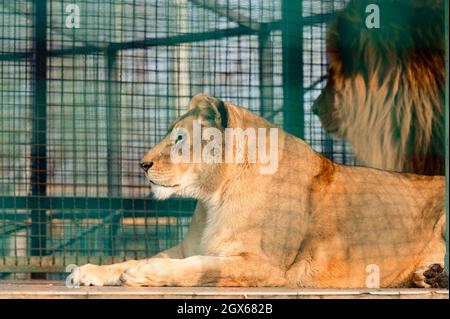 Der König der Tiere in einem Käfig im Zoo, ein freies Tier, ein Paar Löwen im Zoo. Stockfoto