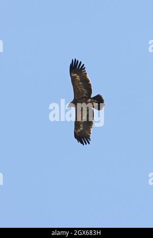 Steppenadler (Aquila nipalensis) unreif im Flug Nepal Januar Stockfoto