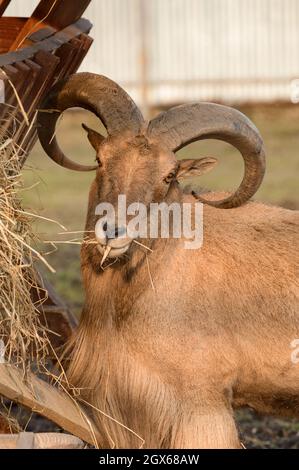 Der Mähne-Widder frisst Heu, das Tier im Zoo, die großen abgerundeten Hörner des Widders. Stockfoto