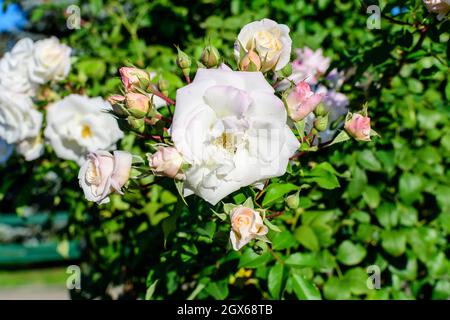 Großer Busch mit vielen zarten weißen Rosen und grünen Blättern in einem Garten an einem sonnigen Sommertag, schöne Blumenhintergrund im Freien mit so fotografiert Stockfoto