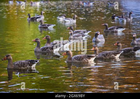 Graugänse in einem Teich im Central Park, Furth, Deutschland, während der Herbstsaison Stockfoto