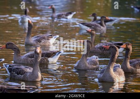 Graugänse in einem Teich im Central Park, Furth, Deutschland, während der Herbstsaison Stockfoto