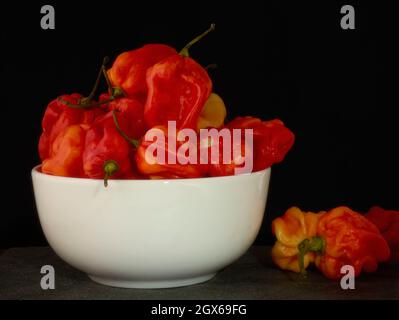 Die Stillleben von Scotch Bonnet Peppers mit hochauflösenden Lebensmittelzutaten auf einem einfachen Hintergrund Stockfoto