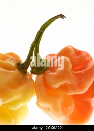 Die Stillleben von Scotch Bonnet Peppers mit hochauflösenden Lebensmittelzutaten auf einem einfachen Hintergrund Stockfoto