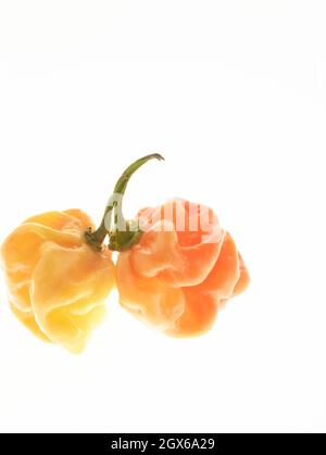 Die Stillleben von Scotch Bonnet Peppers mit hochauflösenden Lebensmittelzutaten auf einem einfachen Hintergrund Stockfoto