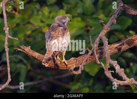 Weißäugiger Bussard (Butastur teesa), Erwachsener, der auf dem toten Zweig Gujarat, Indien, thront November Stockfoto