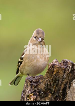 Weiblicher Buchfink auf der Nahrungssuche an einem kalten, feuchten Herbsttag in Mitte Wales Stockfoto