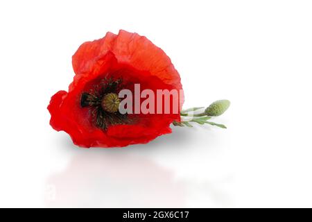 Der Mohn ist auf weißem Hintergrund isoliert. Rote Blume Nahaufnahme für Design. Makrostamenen, Blütenblätter und ein Blatt mit einer Knospe stehen auf dem Tisch. Wilde Wildfl Stockfoto