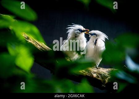 Bali mynah weiße kleine Vögel sitzen auf einem Baumstamm Stockfoto
