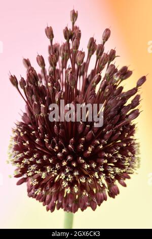 Allium amethystinum 'Red Mohican' Amethyst allium Ornamental Onion Juli Stockfoto