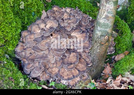 Grifola frondosa (Waldhuhn) ist ein polyporiger Pilz, der am Fuße von Bäumen, insbesondere Eichen, wächst. Es ist eine Auswahl essbarer Arten. Stockfoto