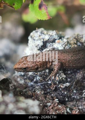 Selektive Nahaufnahme einer viviparösen Eidechse (Zootoca vivipara) auf einem Felsen Stockfoto