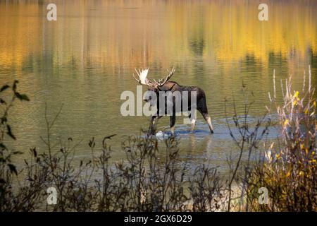 Bullenelch im See mit Herbstfarben Grand Teton, Wyoming Stockfoto