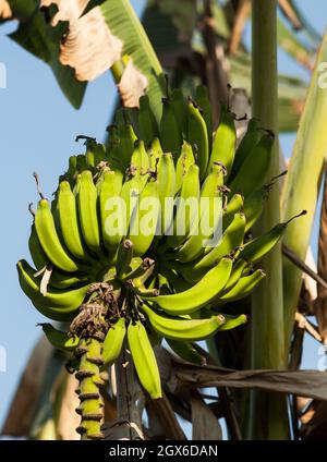 Ein Haufen unreifer grüner Bananen an einem Baum, sonniger Tag, Goa, Indien Stockfoto