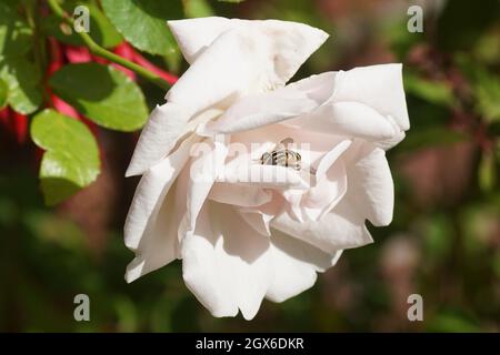 Rosa Rose (Rosa New Dawn) und eine Schwebefliege, sonnenfliege (Helophilus pendulus) in der Blüte. Holländischer Garten, Herbst, Oktober. Stockfoto