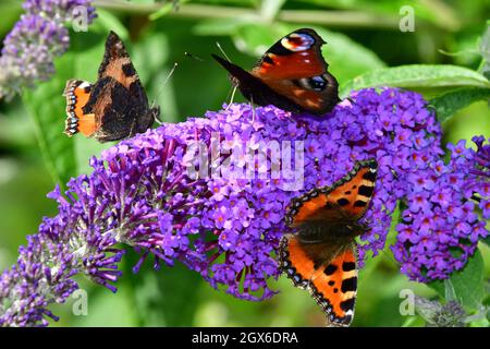 Zwei kleine Tortoiseshell und ein Pfauenschmetterling, die sich in einem Garten in Somerset.UK an einer Buddleia-Blume ernähren Stockfoto