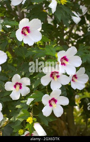 Weiße Rose von sharon in voller Darstellung seiner Pollen im Sommer Stockfoto