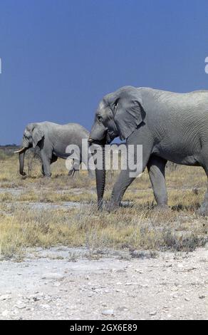Der afrikanische Elefant (Loxodonta africana), auch als der afrikanische Savannenelefant bekannt, ist der größte lebende Landtier-Nationalpark, Namibia Stockfoto