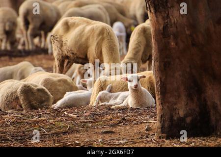 Kleines süßes Lamm, das auf einer Wiese auf der englischen Farm spielt Stockfoto