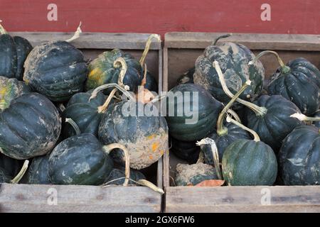 Haufen Eichelkürbis in Holzkisten. Stockfoto