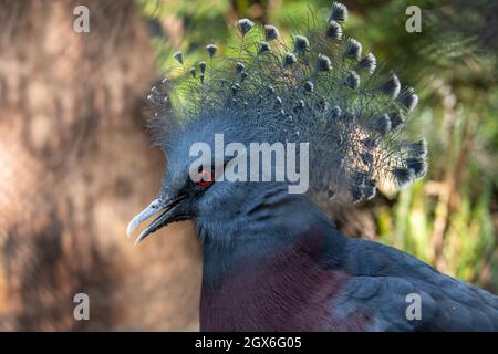 Victoria gekrönte Taube mit blauer Felsspreie und roten Augen Stockfoto