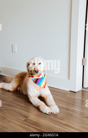 Ein sieben Jahre alter Golden Doodle Hund, der auf dem Boden sitzt und ein gutes Mädchen ist. Sie liebt Erdnussbutter, Spaziergänge und spielt den ganzen Tag lang gerne mit Spielzeug. Stockfoto