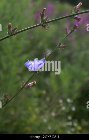 Eine einfarbig violette Blume übersteht die Sommerhitze, während ihre Geschwister verschwunden sind Stockfoto