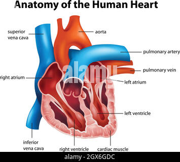 Anatomie des menschlichen Herzens Stock Vektor