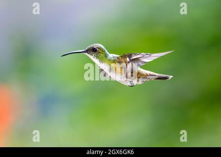 Ein Smaragd-Kolibri mit weißem Chested (Amazilia brevirostris), der in der Luft schwebt und einen verschwommenen Hintergrund aufweist. Tropischer Vogel in freier Wildbahn. Vogel im Flug. Stockfoto