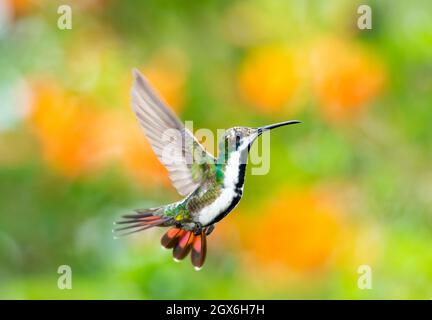 Eine weibliche Schwarzkehlige Mango-Kolibri, Anthracothorax Nigricollis, schwebt in einer einzigartigen akrobatischen Position mit einem farbenfrohen Hintergrund. Stockfoto