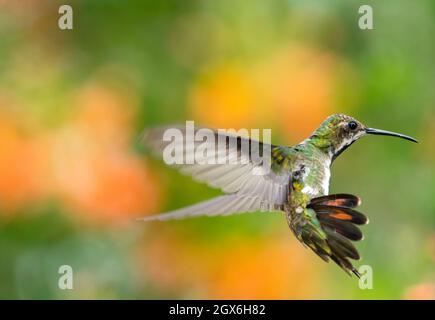 Eine weibliche Schwarzkehlige Mango-Kolibri, Anthracothorax Nigricollis, schwebt in einer einzigartigen akrobatischen Position mit einem farbenfrohen Hintergrund. Stockfoto