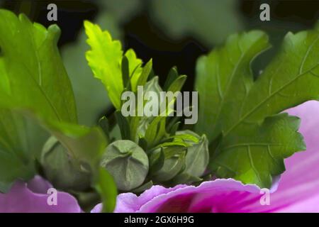 Die Knospen werden bereit zu blühen, wenn ihr Augenspel bereits blüht Stockfoto