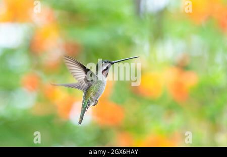 Ein langschnabeliger Sternschnuppen-Kolibri, Heliomaster longirostris, schwebt in einem Garten mit orangefarbenem und grünem Bokeh-Hintergrund. Stockfoto