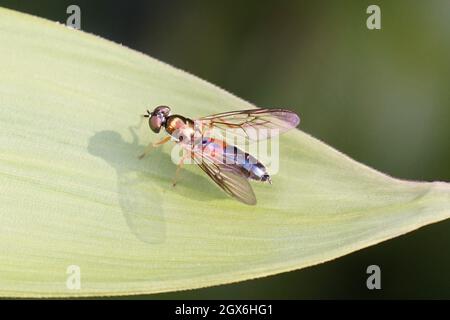 Centurion Soldier Fly (Sargus bipunctatus) für Frauen mit zwei Punktflecken. Gattung Sargus. Unterfamilie Sarginae. Familie: Soldierflies (Stratiomyidae).auf einem Bambusblatt. Stockfoto