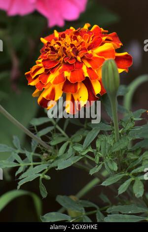 Orange und gelb spritzende Farbdarstellung von Natur aus Stockfoto