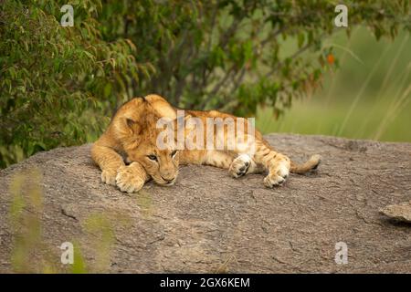 Löwenjunge (Panthera leo) sitzt auf einem Felsen Stockfoto