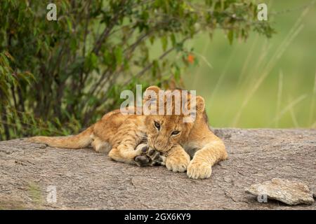 Löwenjunge (Panthera leo) sitzt auf einem Felsen Stockfoto