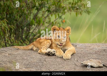 Löwenjunge (Panthera leo) sitzt auf einem Felsen Stockfoto