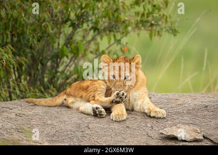 Löwenjunge (Panthera leo) sitzt auf einem Felsen Stockfoto