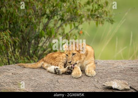 Löwenjunge (Panthera leo) sitzt auf einem Felsen Stockfoto