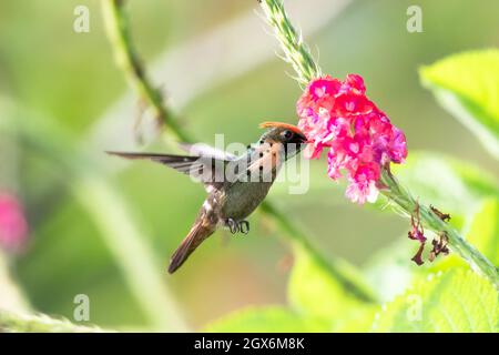 Ein männlicher getuftete Coquette-Kolibri, zweitkleinster Vogel der Welt, der sich von einer rosa vervain Blume ernährt. Stockfoto