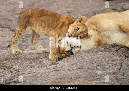 Löwenjunge (Panthera leo) sucht Trost von seiner Mutter Stockfoto