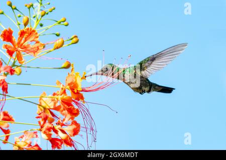 Ein weiblicher Blaukinn-Saphir-Kolibri (Chlorestes notata), der sich am blauen Himmel von der tropischen Orange Pride of Barbados ernährt Stockfoto