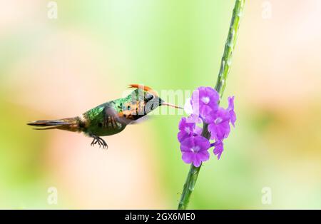 Ein getuftete Coquette-Kolibri, Lophornis ornatus, ernährt sich von einer purpurnen Vervain-Blume in einem tropischen Garten. Der zweitkleinste Kolibri der Welt Stockfoto